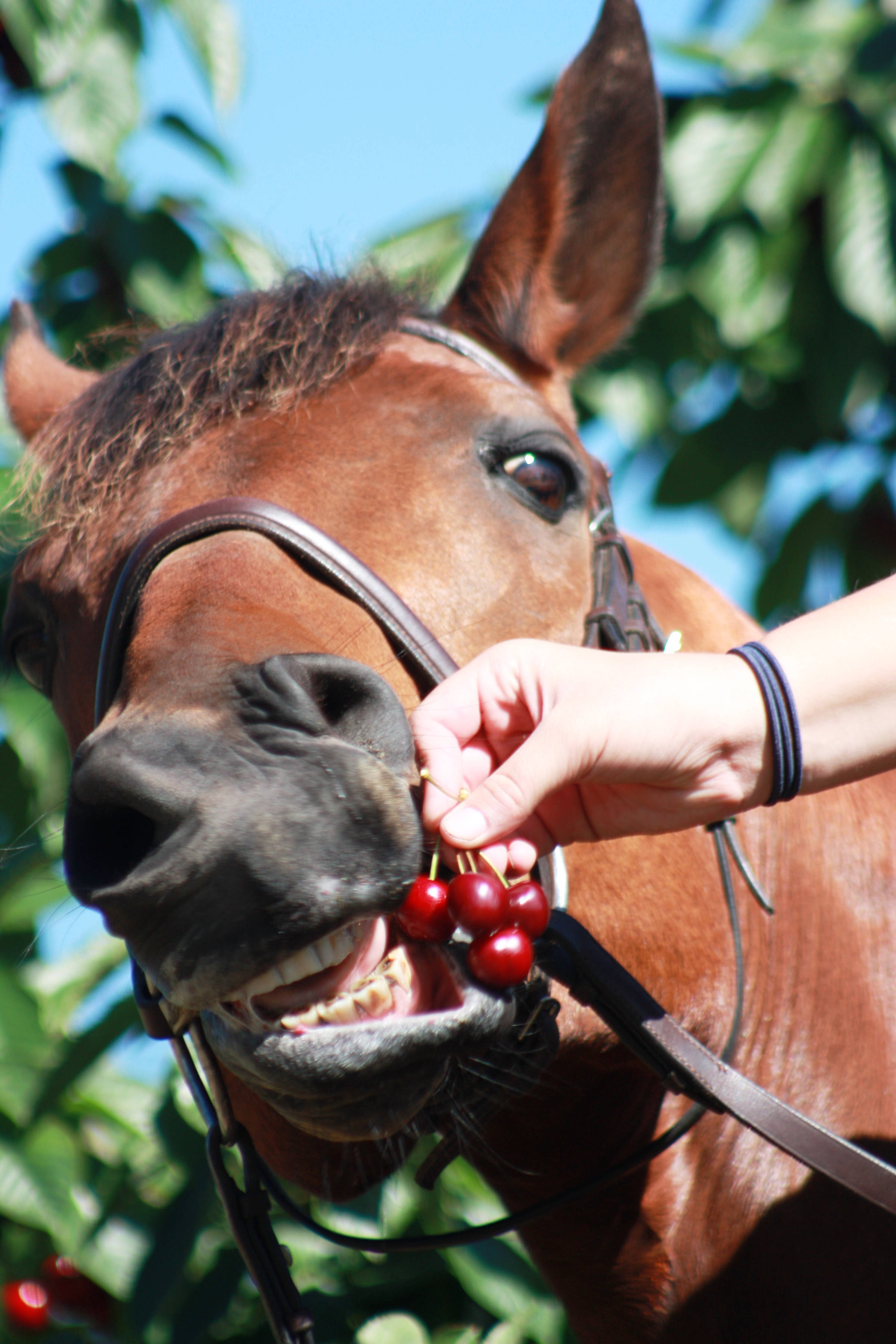 Close up of a brown horse as it tries to eat a bunch of cherries that are being held by someone&rsquo;s hand next to its mouth. Photo: Aviemore Farm.