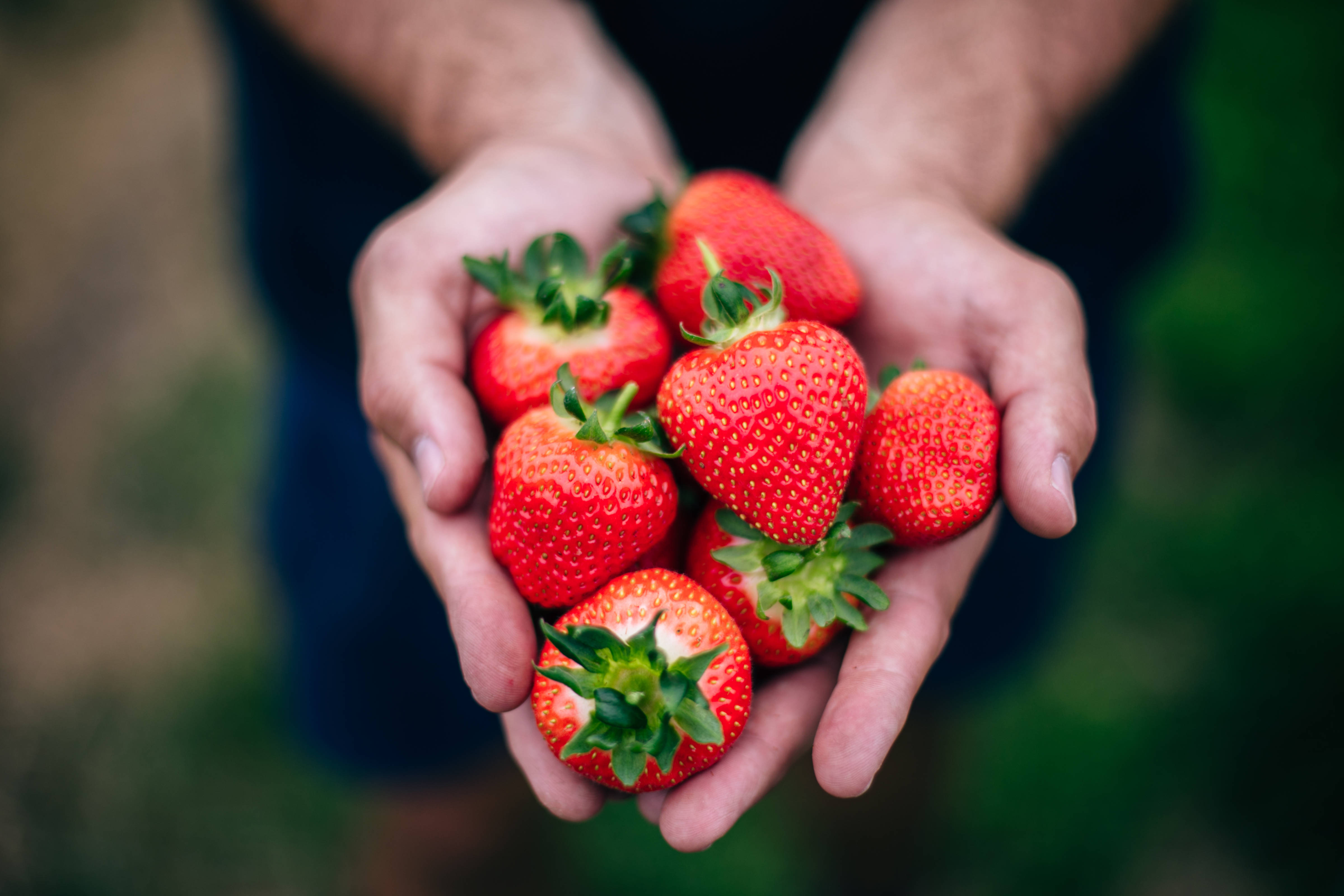 Two hands holding ripe red strawberries. Photo: Hillwood Berry Farm.
