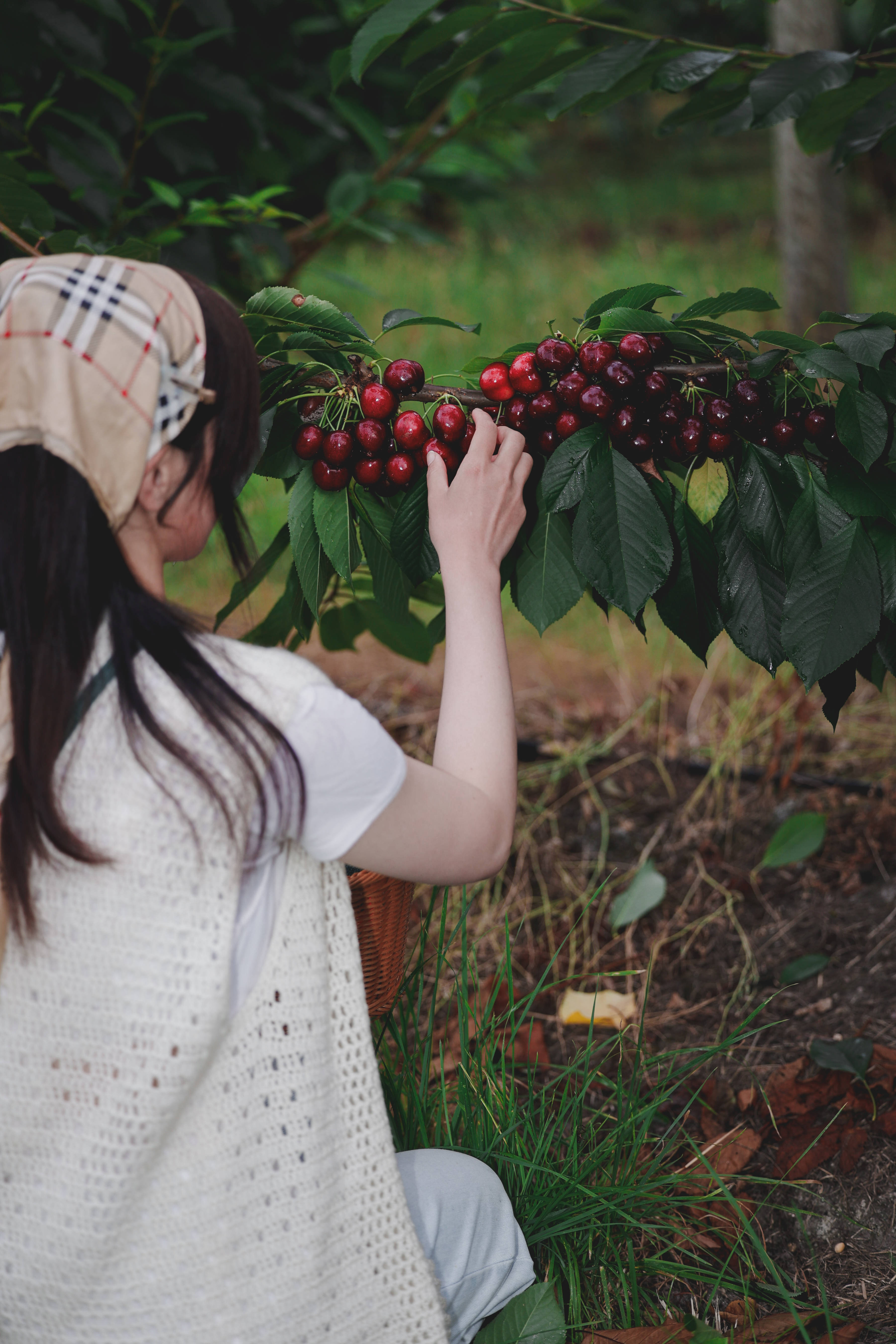 Woman picking cherries from a cherry tree. Photo: Iron Creek Bay.
