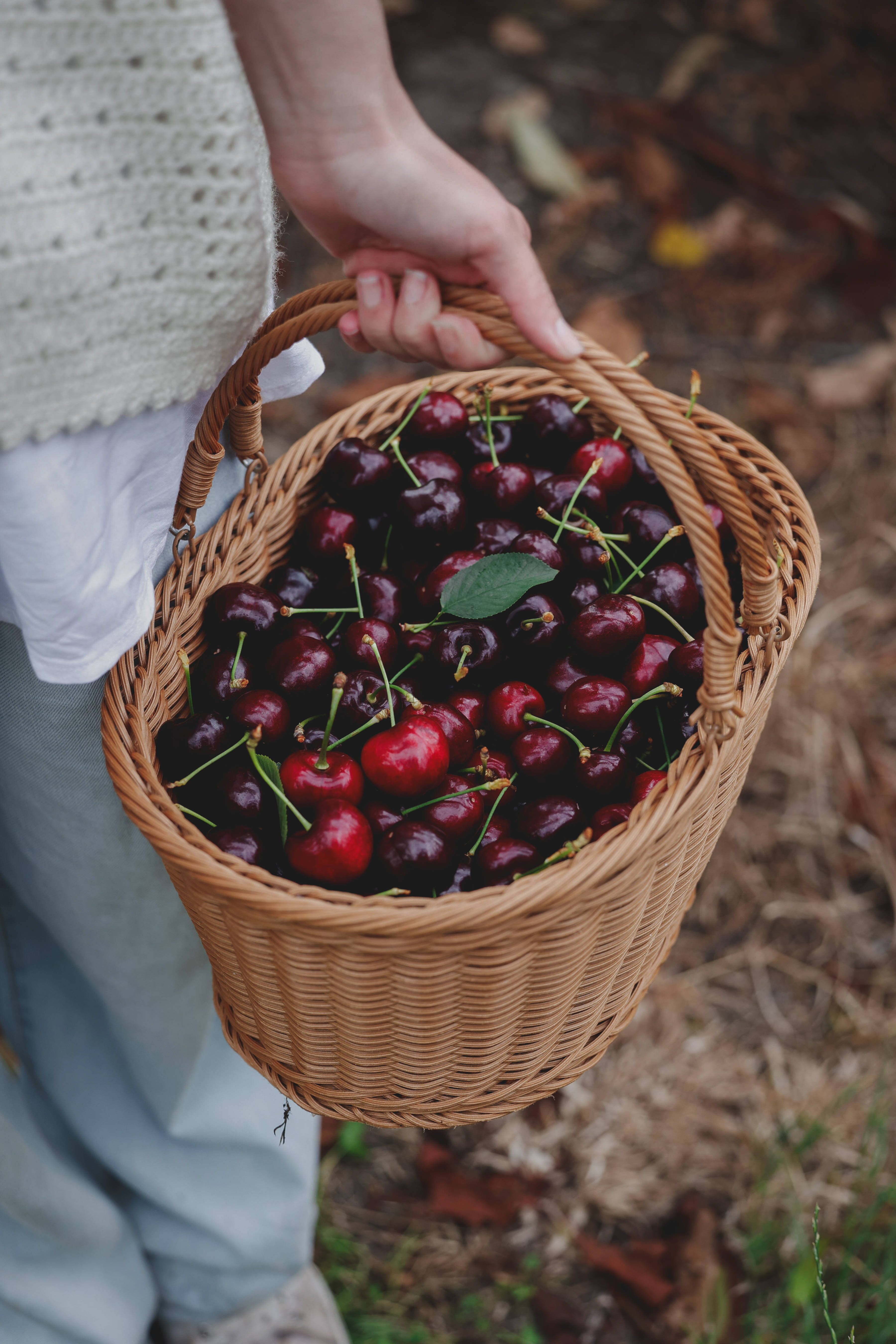 A hand can be seen holding a basket of cherries. Photo: Iron Creek Bay.