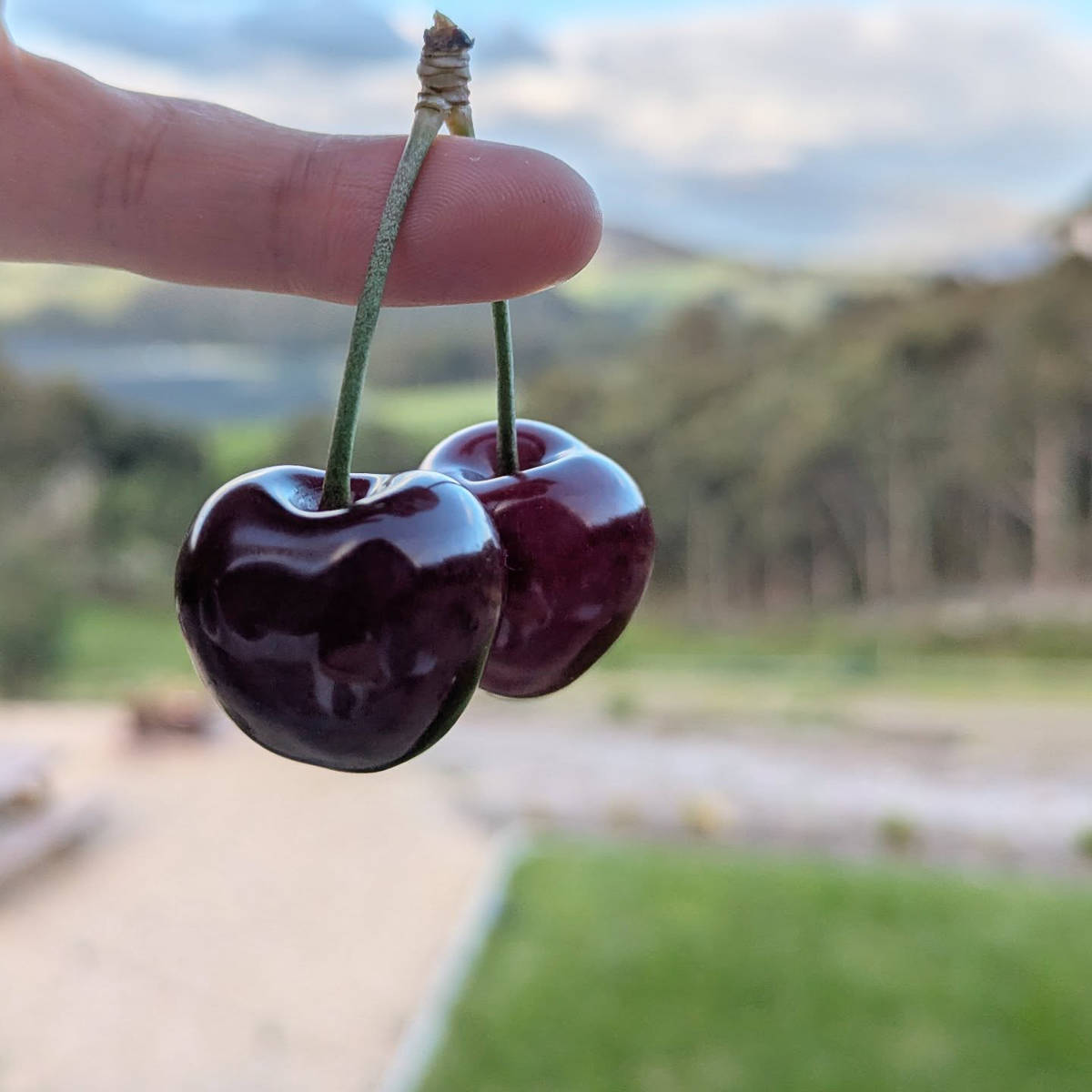 Two cherries on a stalk hanging on the end of someone&rsquo;s finger. Photo: Lucaston Park Orchards.