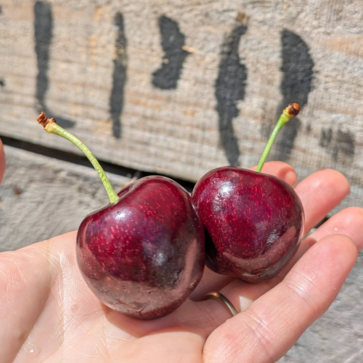 Two cherries sitting in the palm of someone&rsquo;s hand. Photo: Lucaston Park Orchards.