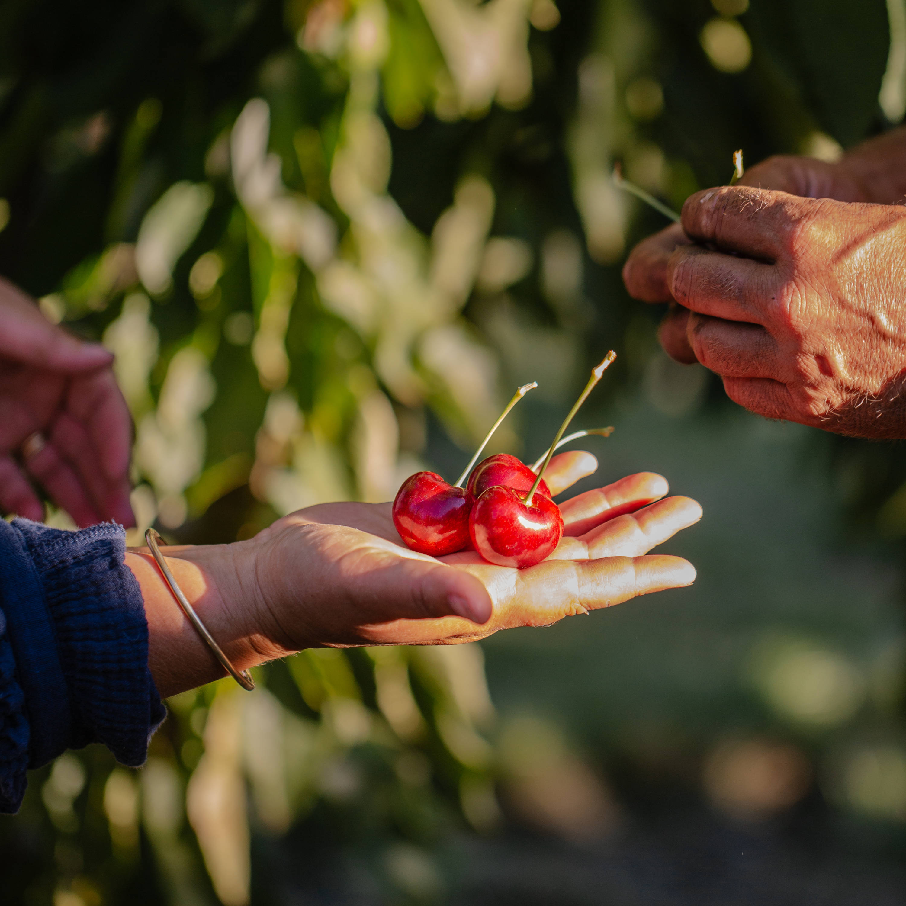 Three cherries sitting in the palm of a hand with another pair of hands seen above them. Photo: Somercotes.