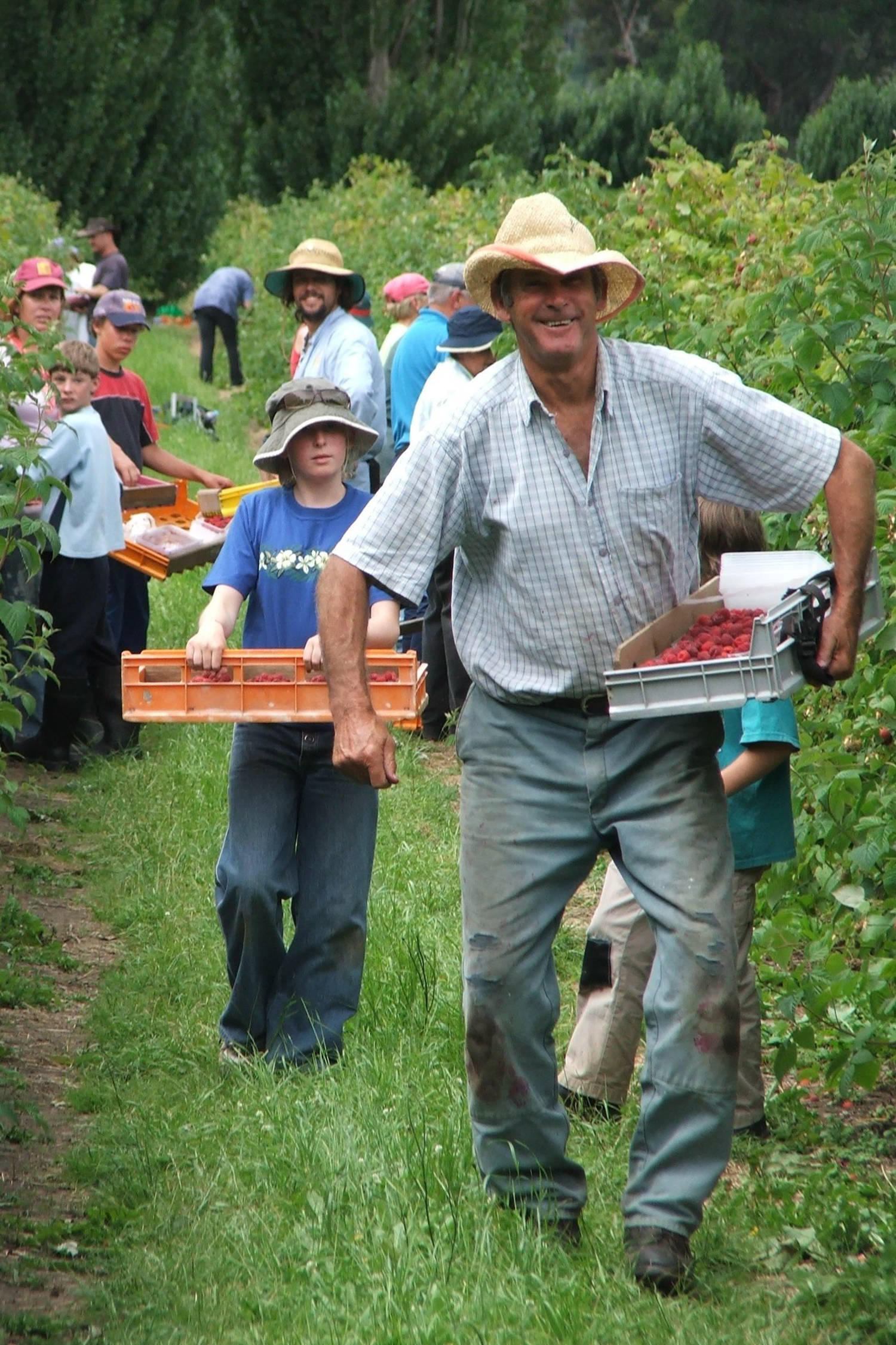 A smiling man wearing a hat is carrying a tray of picked raspberries as he is walking up a row of berries in an orchard. A young boy following him with another tray. There are people in the background watching on as they pick their own berries. Photo: Westerway Raspberry Farm.