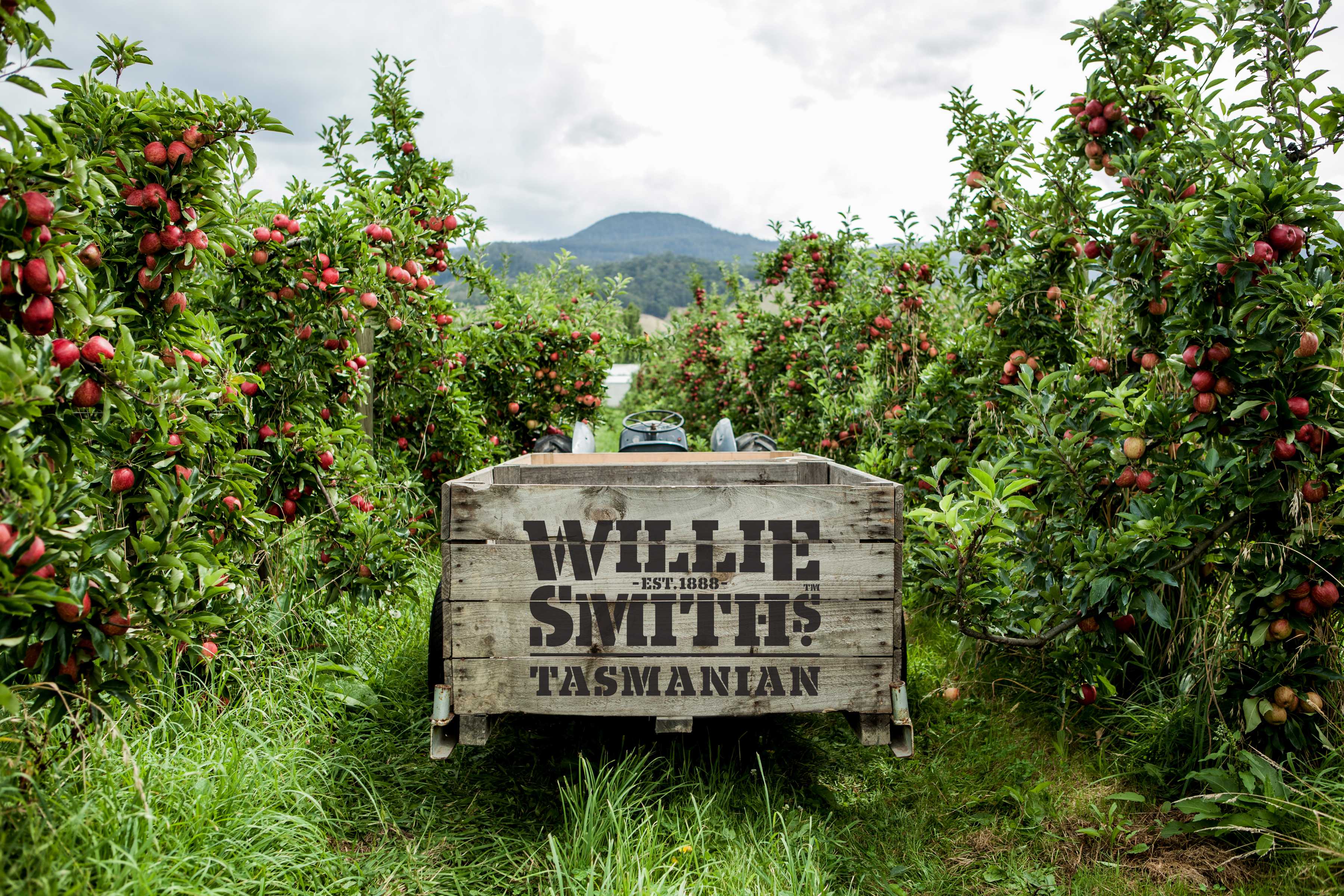 Wille Smith&rsquo;s Tasmanian branded wooden apple bin sitting amongst apple trees in an orchard. Photo: Willie Smith&rsquo;s.