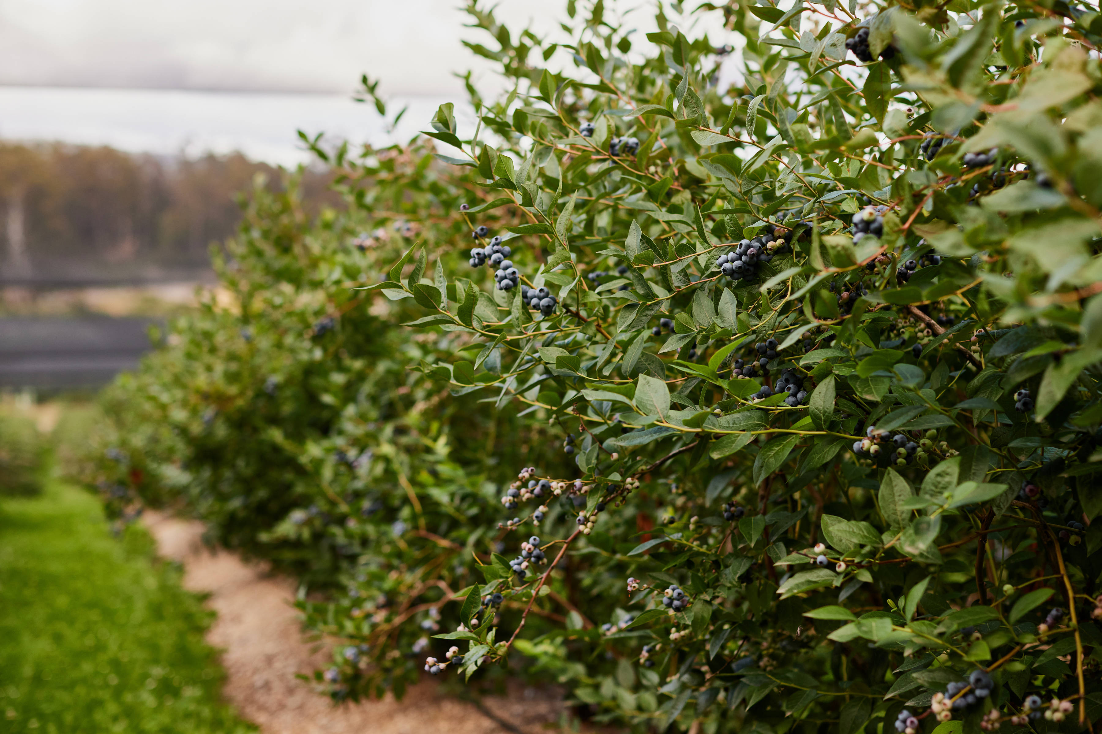 Blueberry bushes laden with bluberries. Photo: Samuel Shelley.