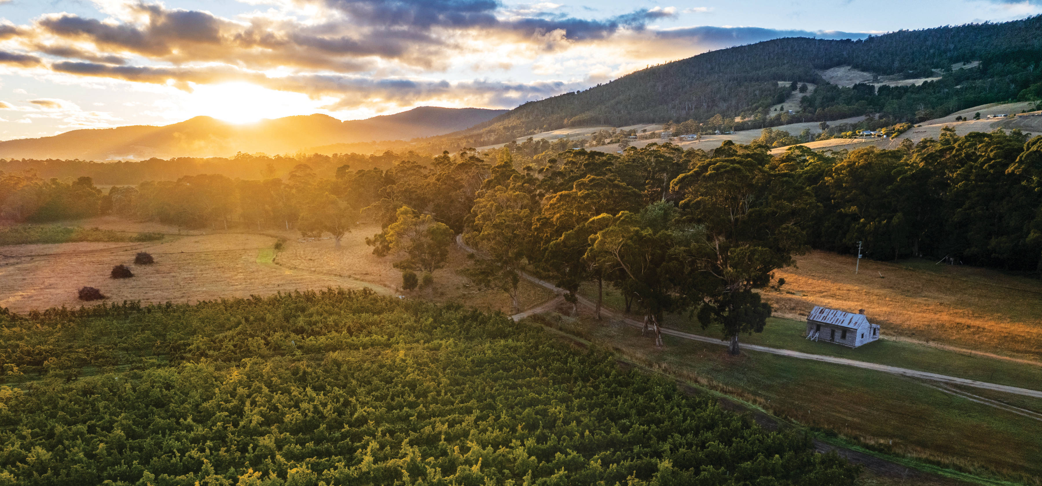Aerial view of R&R Smith apple orchards, Huon Valley, Southern Tasmania. Photo: Andrew Wilson.
