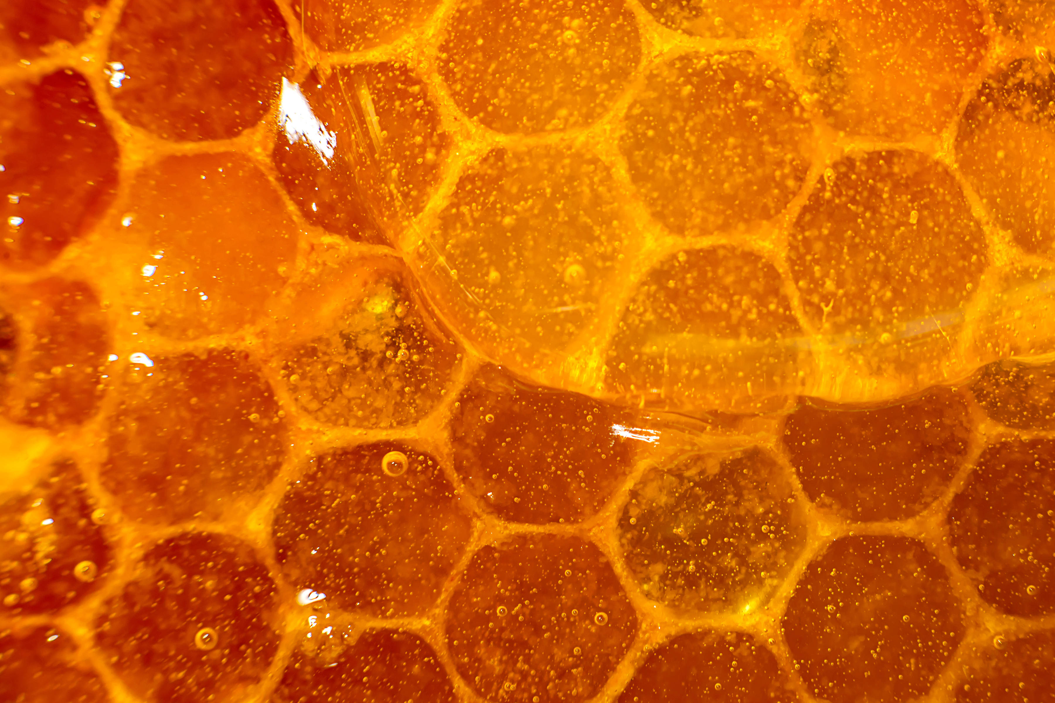 Honey in honeycomb close-up. Photo: Maryana.