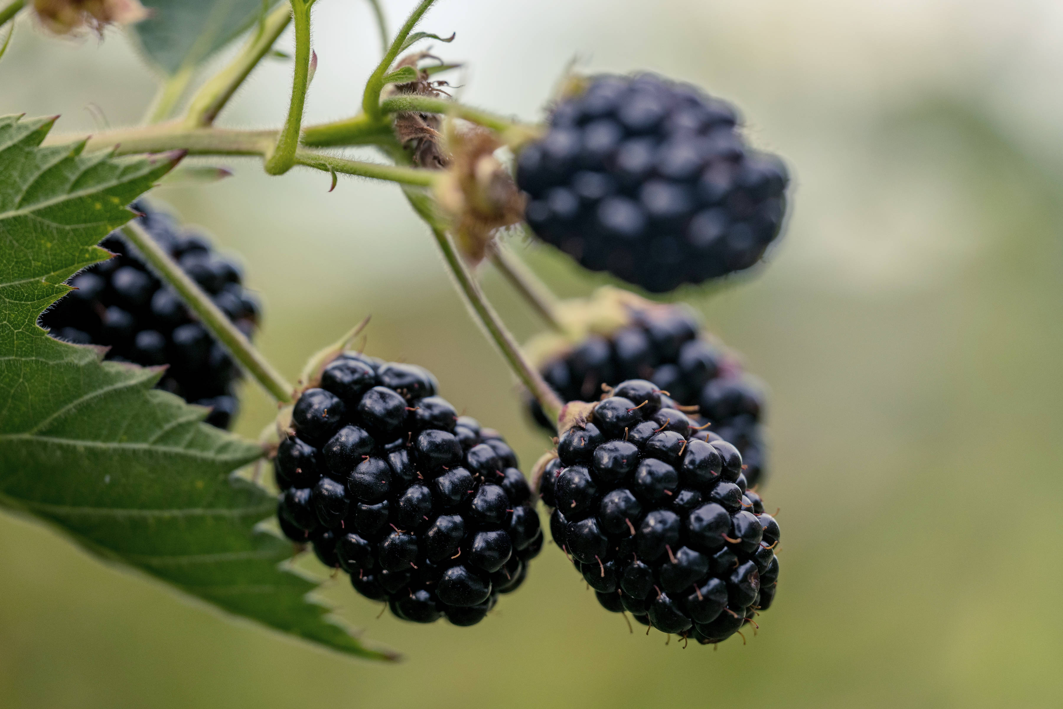 Blackberries by Westerway Raspberry Farm, Southern Tasmania. Photo: Andrew Wilson.